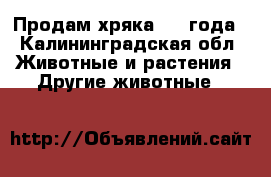 Продам хряка 1.5 года - Калининградская обл. Животные и растения » Другие животные   